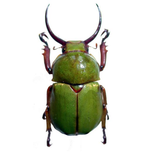 Kibakoganea tamdaoensis green horned scarab beetle Vietnam