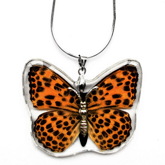 Timelaea maculata orange black butterfly wing necklace