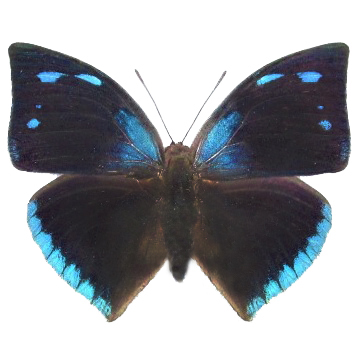 Anaea xenocrates blue black butterfly El Salvador
