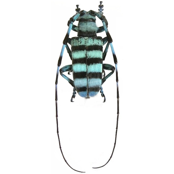 Anoplophora medenbachii blue green longhorn beetle Malaysia