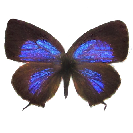 Arhopala zambra blue butterfly Indonesia