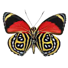 Callicore cyllene verso red yellow butterfly Peru