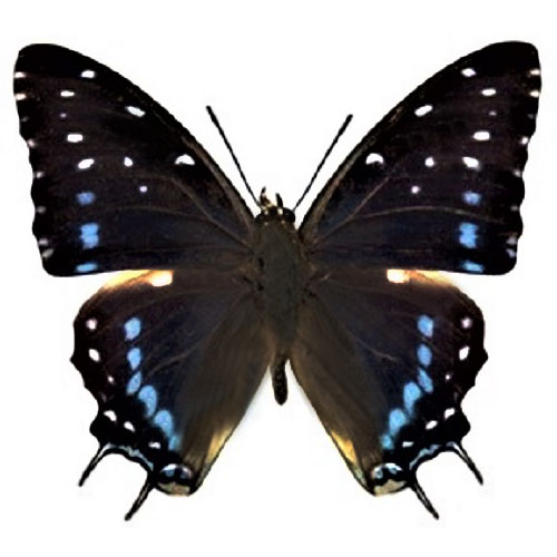 Charaxes etesipe blue black butterfly Africa