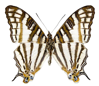 Cyrestis camillus black white mapwing butterfly Africa