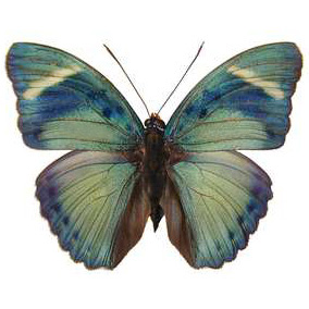 Euphaedra eberti blue green butterfly Africa