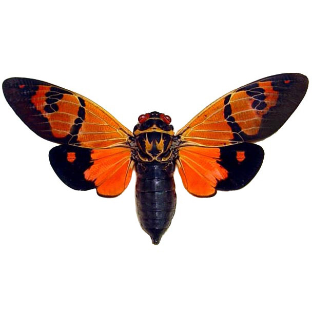 Gaeana festiva orange black cicada Thailand