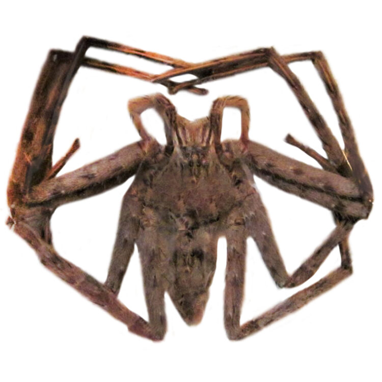 Heteropoda species brown huntsman spider Malaysia