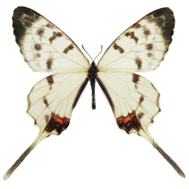 Sericinus montelus black white swallowtail butterfly China