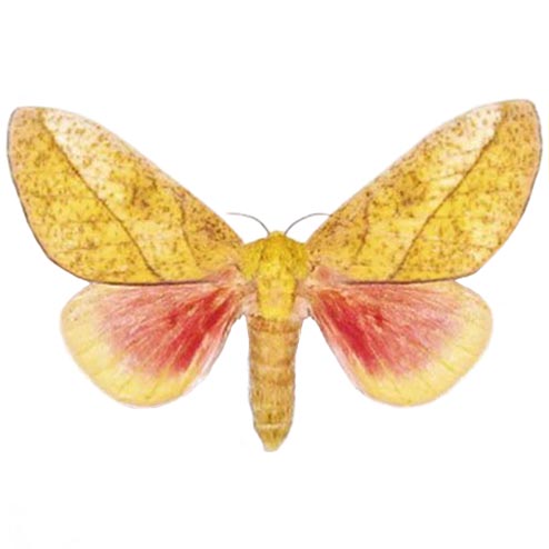 Sphingicampa montana pink female saturn moth Arizona USA