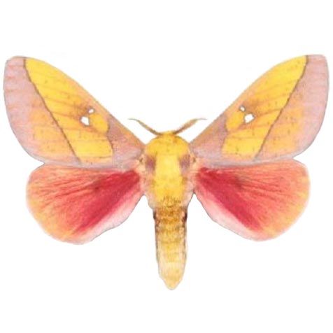 Sphingicampa montana pink male saturn moth Arizona USA