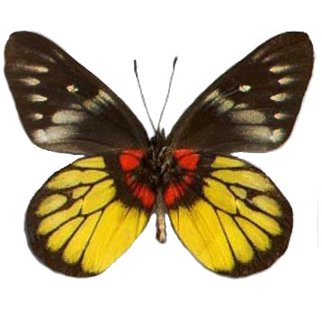 Delias ninus red yellow butterfly Indonesia