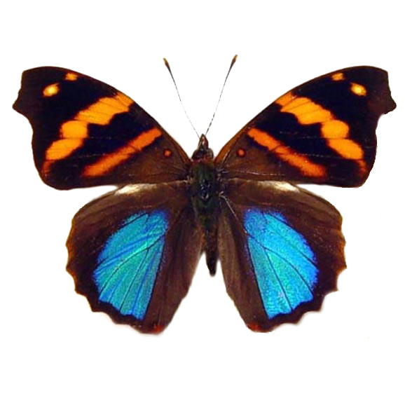 Epiphile orea blue orange butterfly Peru