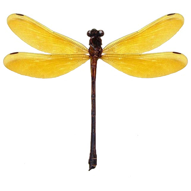 Euphaea lara yellow dragonfly damselfly Indonesia