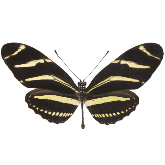 Heliconius charltonius yellow black longwing butterfly Peru