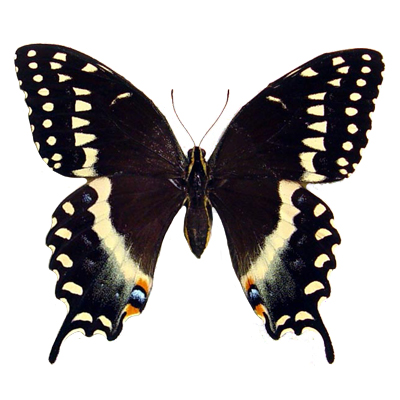 Papilio palamedes black yellow swallowtail butterfly South Carolina USA