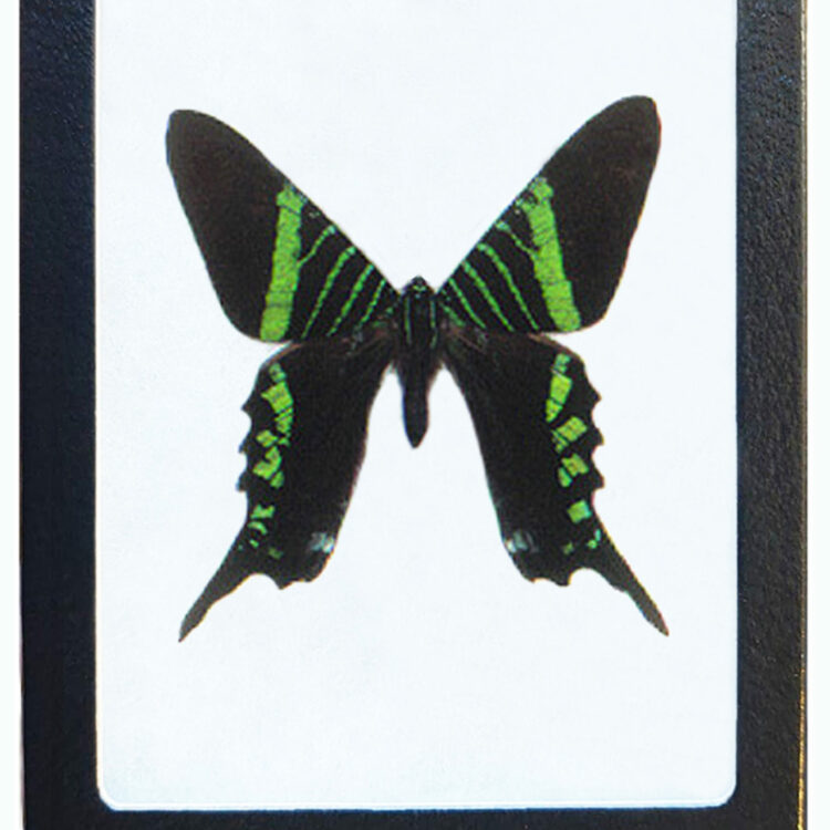 Urania fulgens green black day flying moth Peru