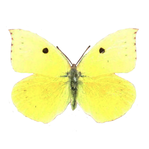 Zerene eurydice yellow black female dogface butterfly California USA