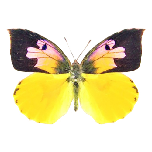 Zerene eurydice pink yellow black male dogface butterfly California USA