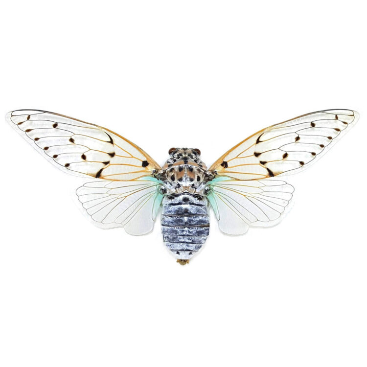 Ayuthia spectabilis white blue ghost cicada Thailand