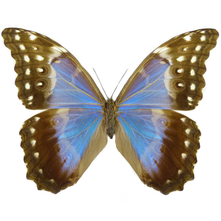 Morpho didius blue female butterfly Peru RARE