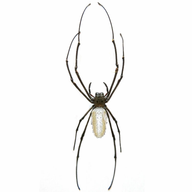 Nephilia pilipes orb weaver spider Malaysia