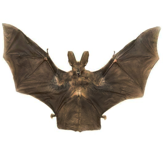 Nycteris javaniva rabbit ears bat Indonesia