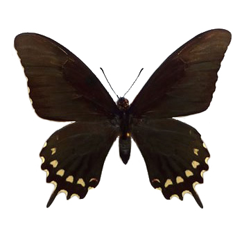 Papilio erostratus male yellow black butterfly El Salvador