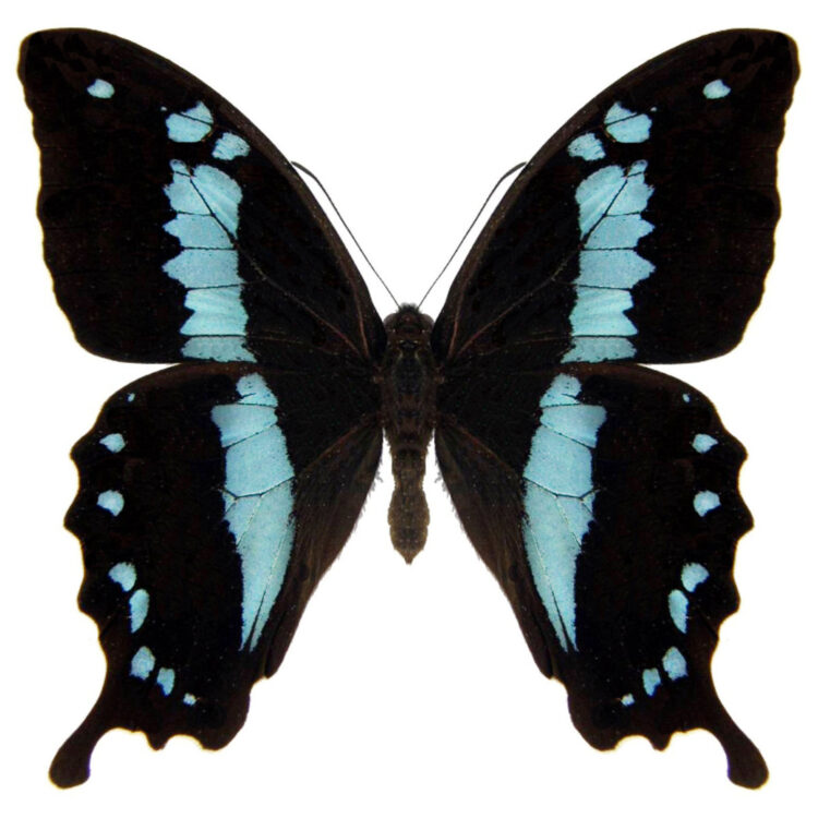 Papilio oribazus swallowtail blue black butterfly Madagascar Africa
