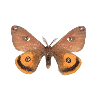 Saturnia walterorum saturn moth male California USA