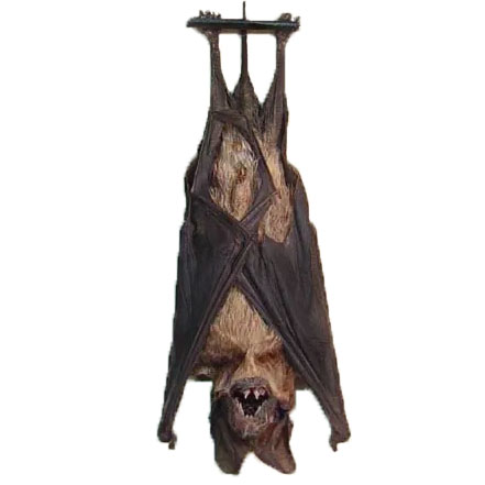 Otomops formosus bat hanging wings closed Indonesia
