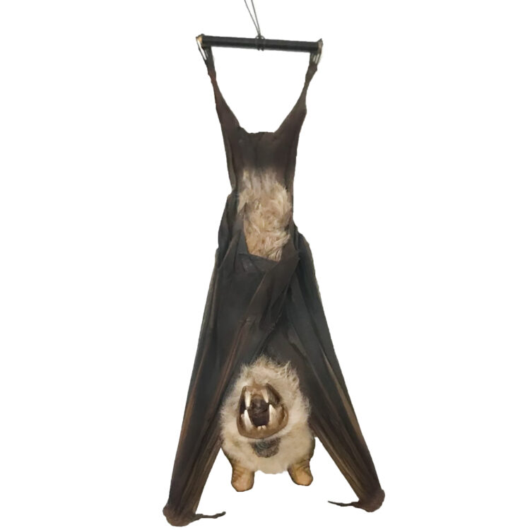 Hipposideros diadema bat hanging wings closed Indonesia