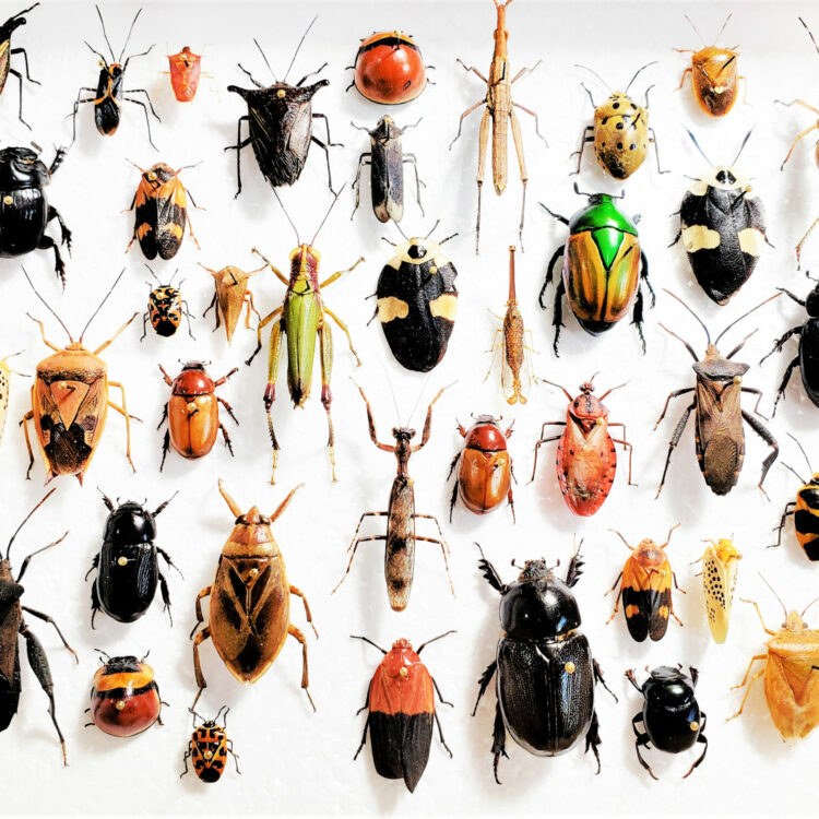 mixed lot of assorted beetles bugs insects