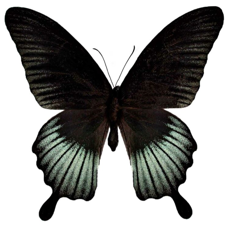 Papilio lowi Malaysia