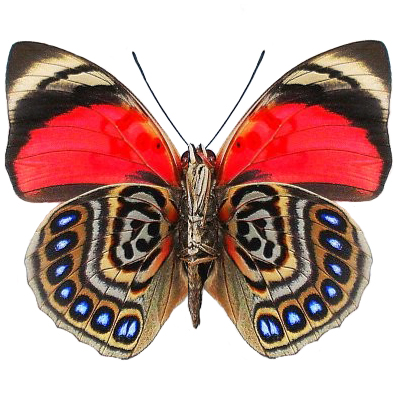 Agrias claudina pink blue butterfly verso Peru