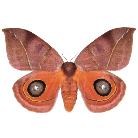 Automeris oaxacensis pink orange female saturn moth Guatemala