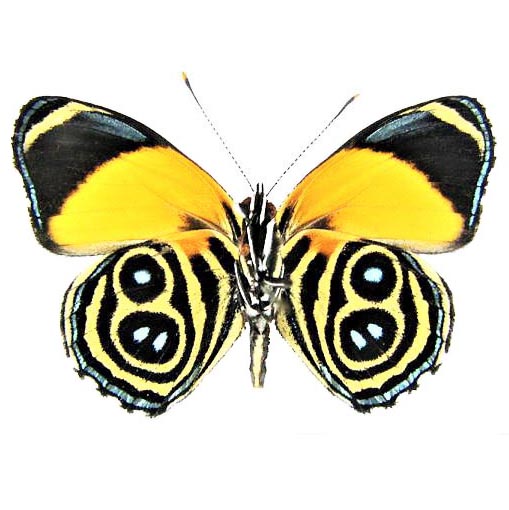 Callicore eunomia blue yellow butterfly verso Peru