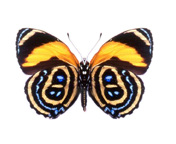 Callicore pastazza blue orange butterfly verso Peru