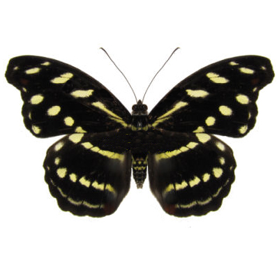 Catonephele acontius female yellow black butterfly Peru