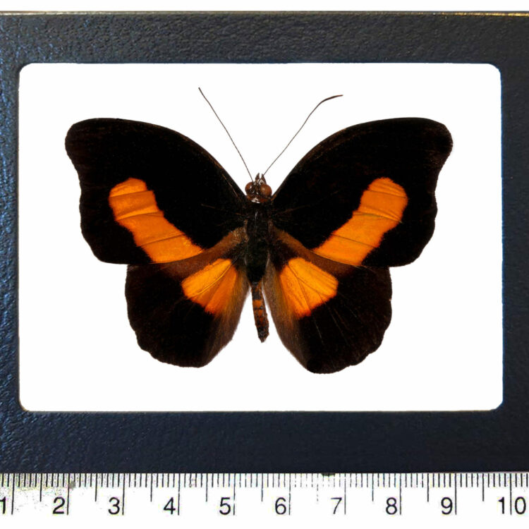 Catonephele acontius orange black butterfly Peru