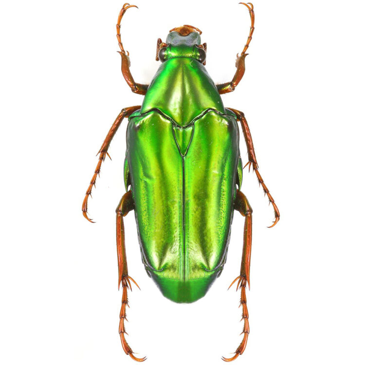 Chalcothea neglecta green beetle Indonesia