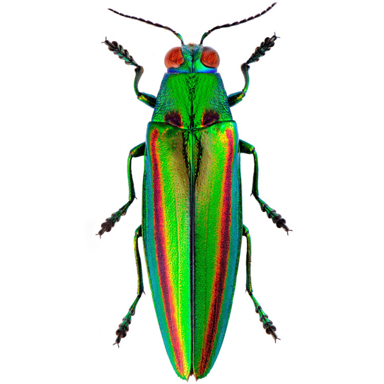 Chrysochroa fulgidissima green red buprestid beetle Malaysia