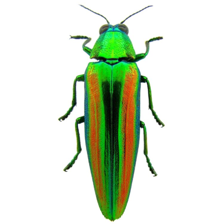 Chrysochroa rajah green red buprestid beetle Thailand