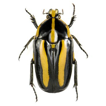 Clerota rigifica orange black tiger striped scarab beetle Malaysia