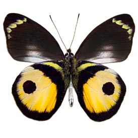 Delias albertisi black yellow verso butterfly Indonesia