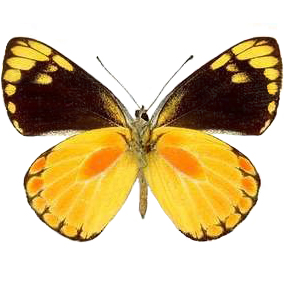 Delias lemoulti yellow orange black verso butterfly Indonesia