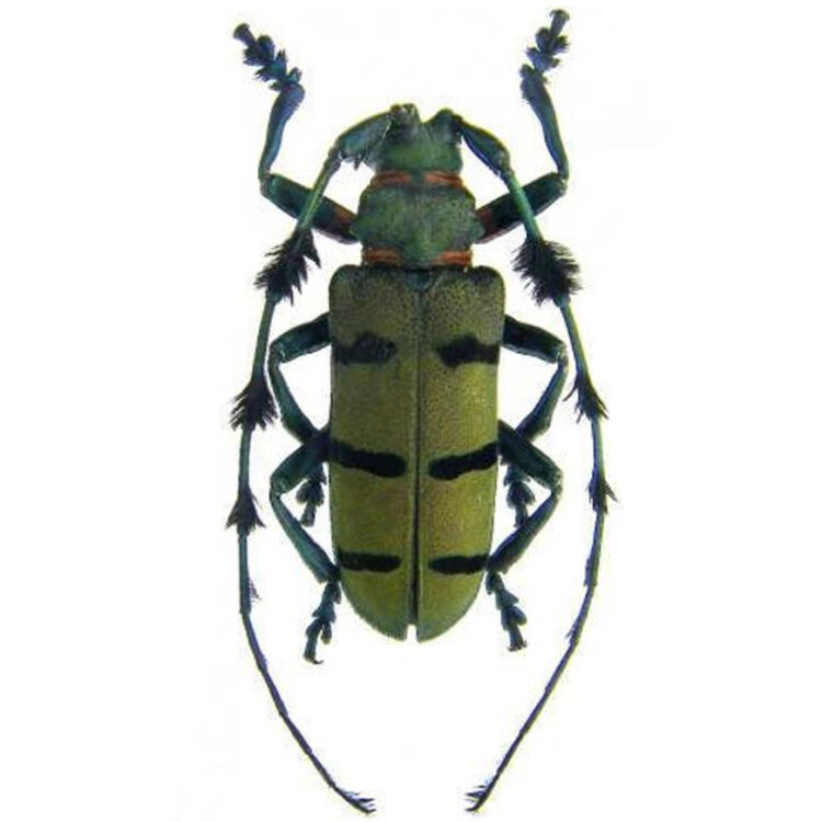 Diastocera wallichi green longhorn beetle Thailand