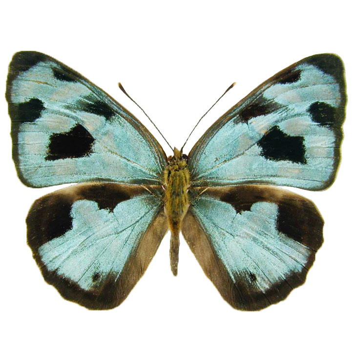 Dynamine postverta blue green butterfly Peru