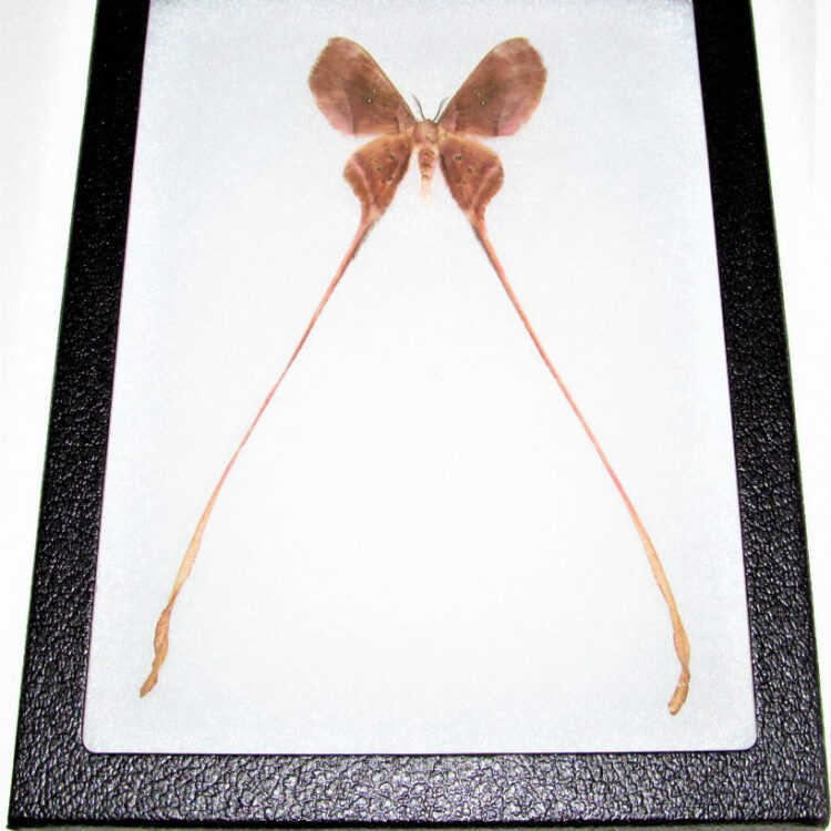 Eustera framed saturn moth Africa