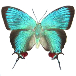 Evenus regalis blue red hairstreak butterfly Peru