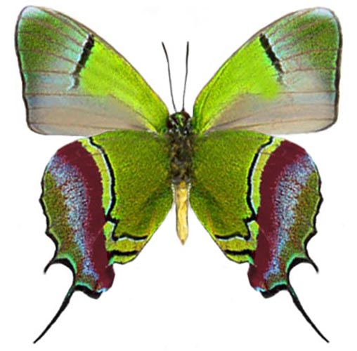 Evenus regalis green red hairstreak butterfly verso Peru